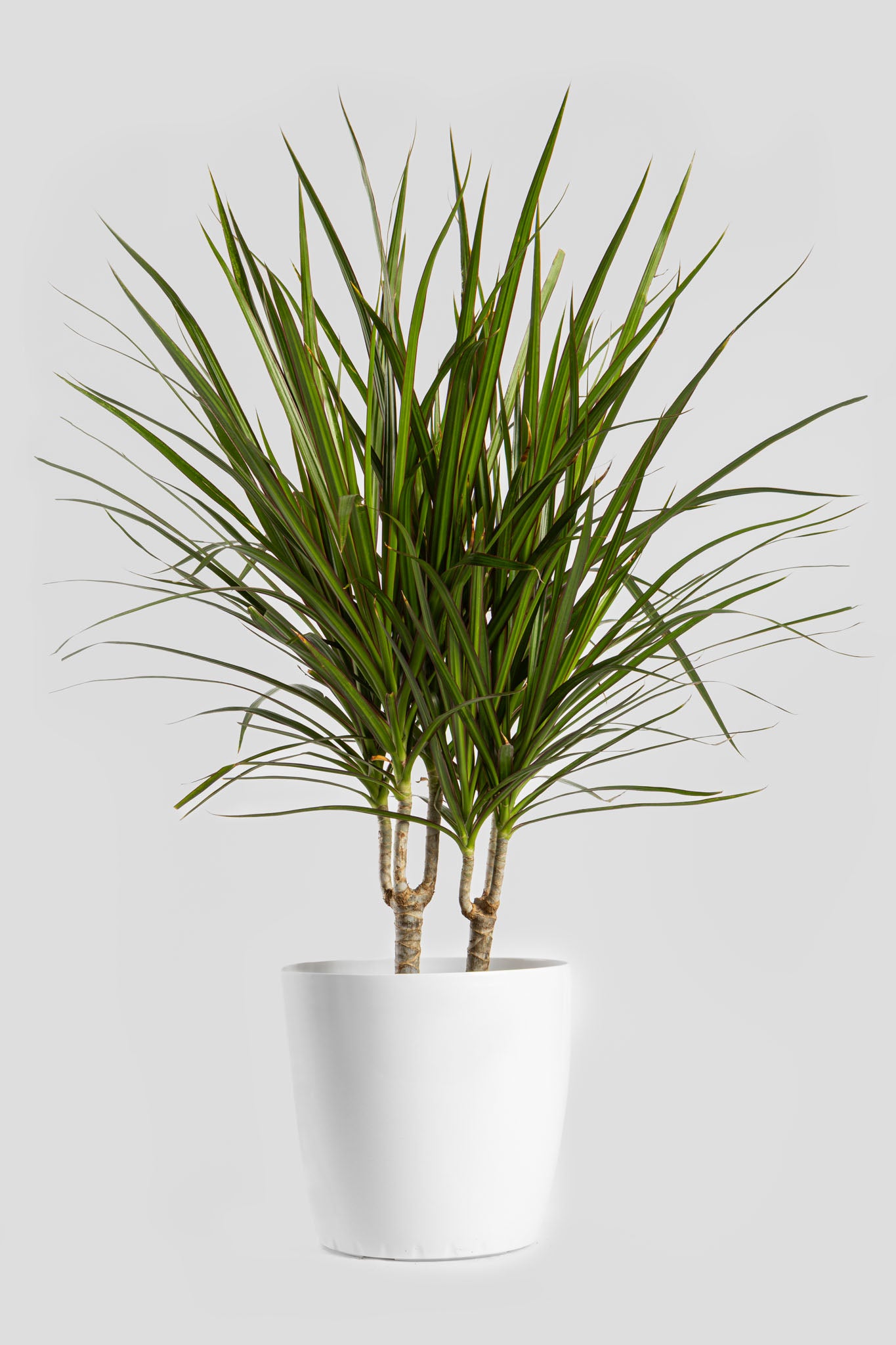 Δράκαινα Marginata 80cm