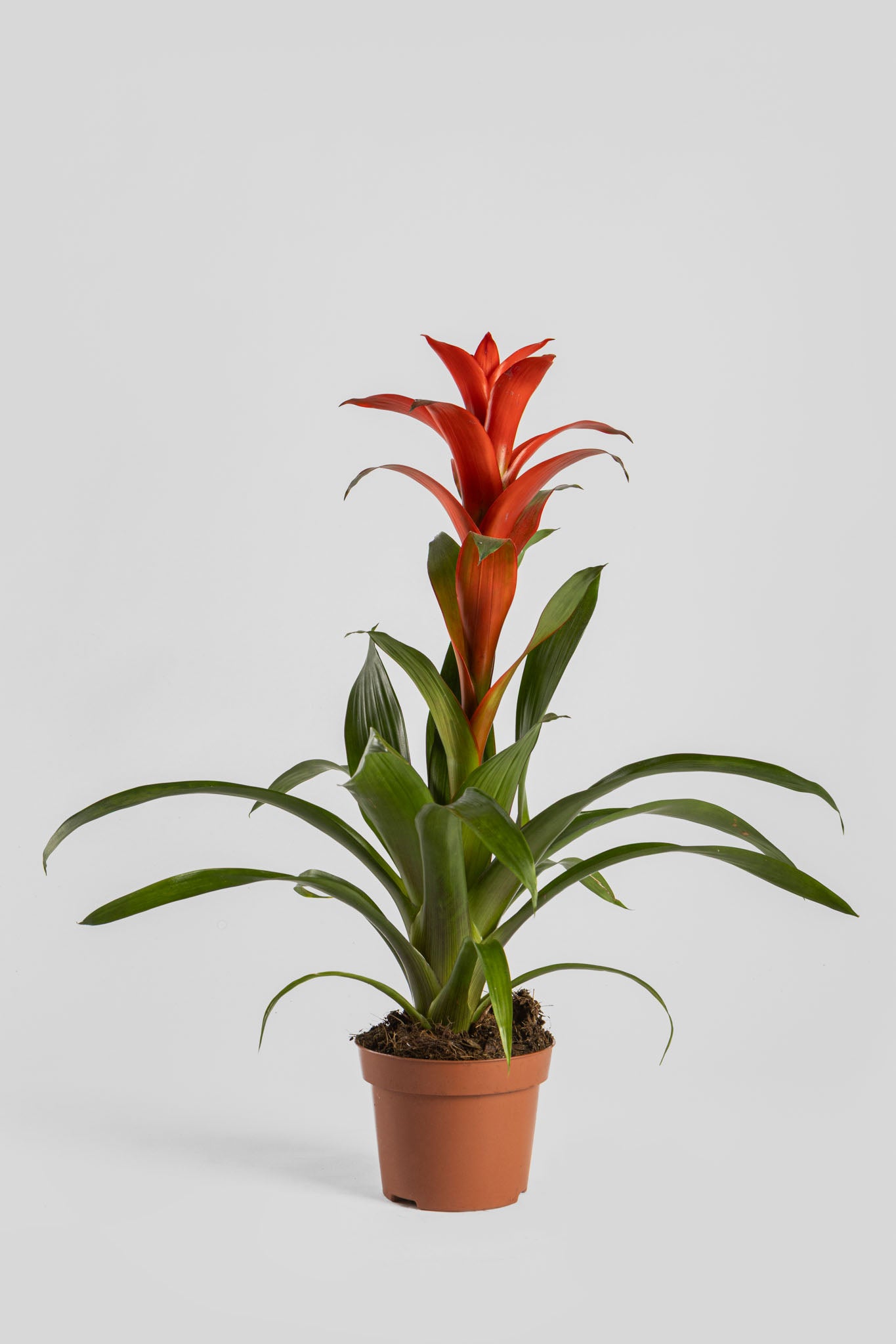 Γκουζμάνια 50cm