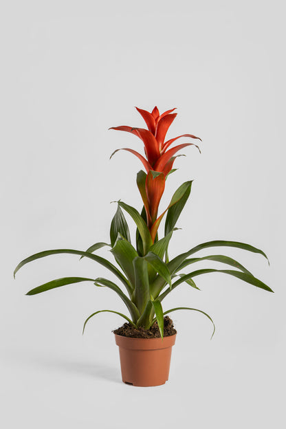 Γκουζμάνια 50cm