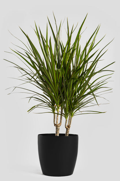 Δράκαινα Marginata 80cm