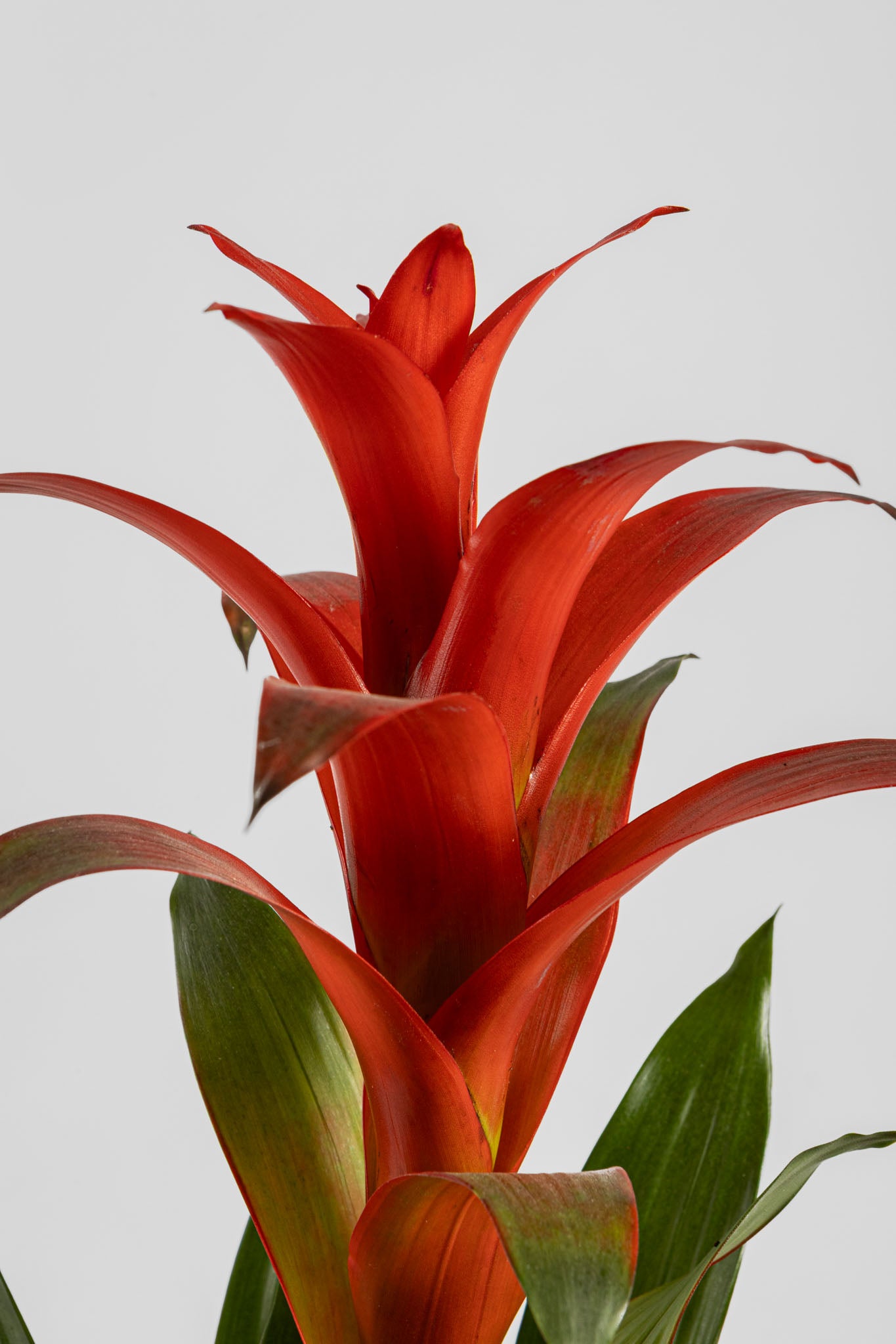 Γκουζμάνια 50cm