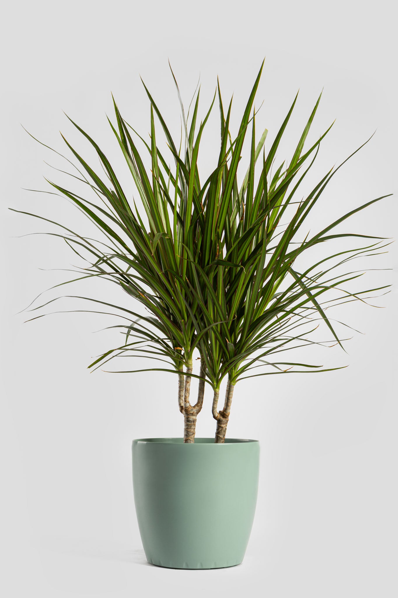 Δράκαινα Marginata 80cm