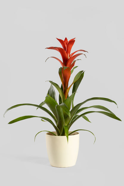 Γκουζμάνια 50cm