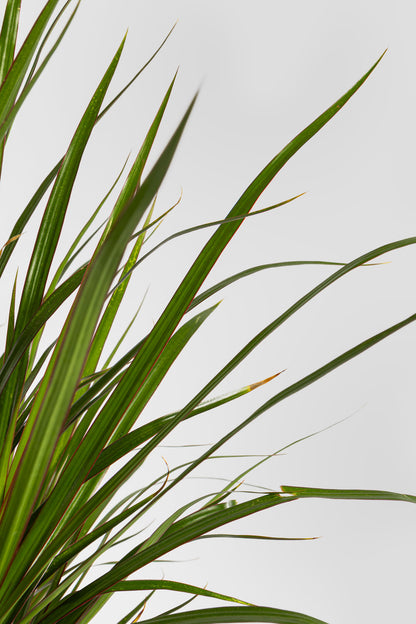 Δράκαινα Marginata 80cm