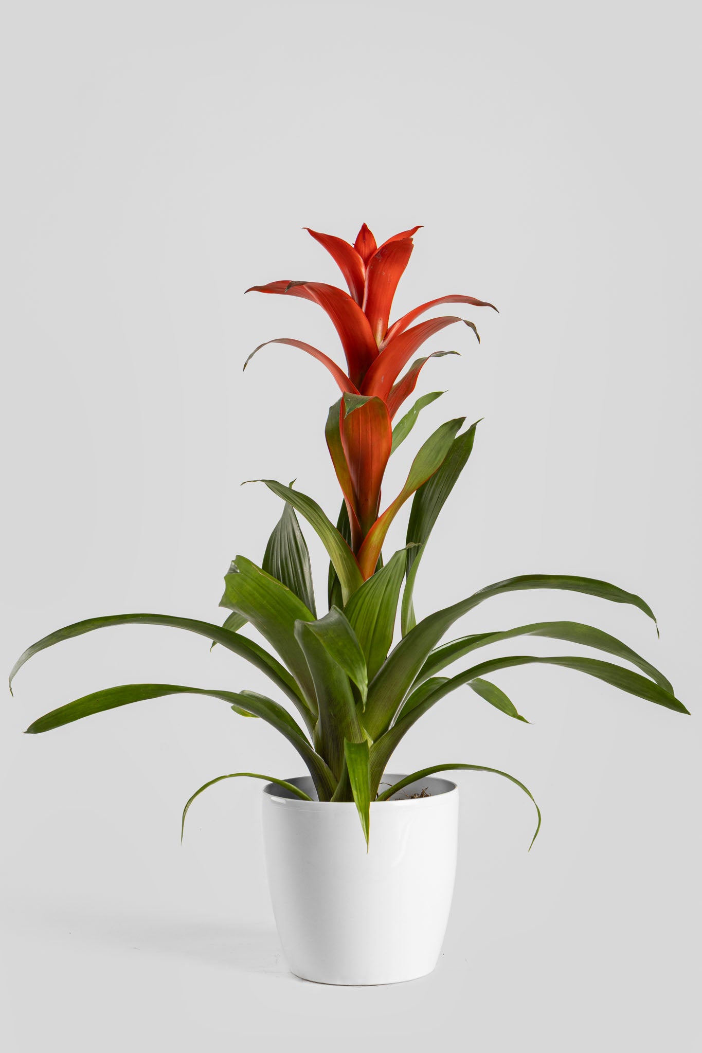 Γκουζμάνια 50cm