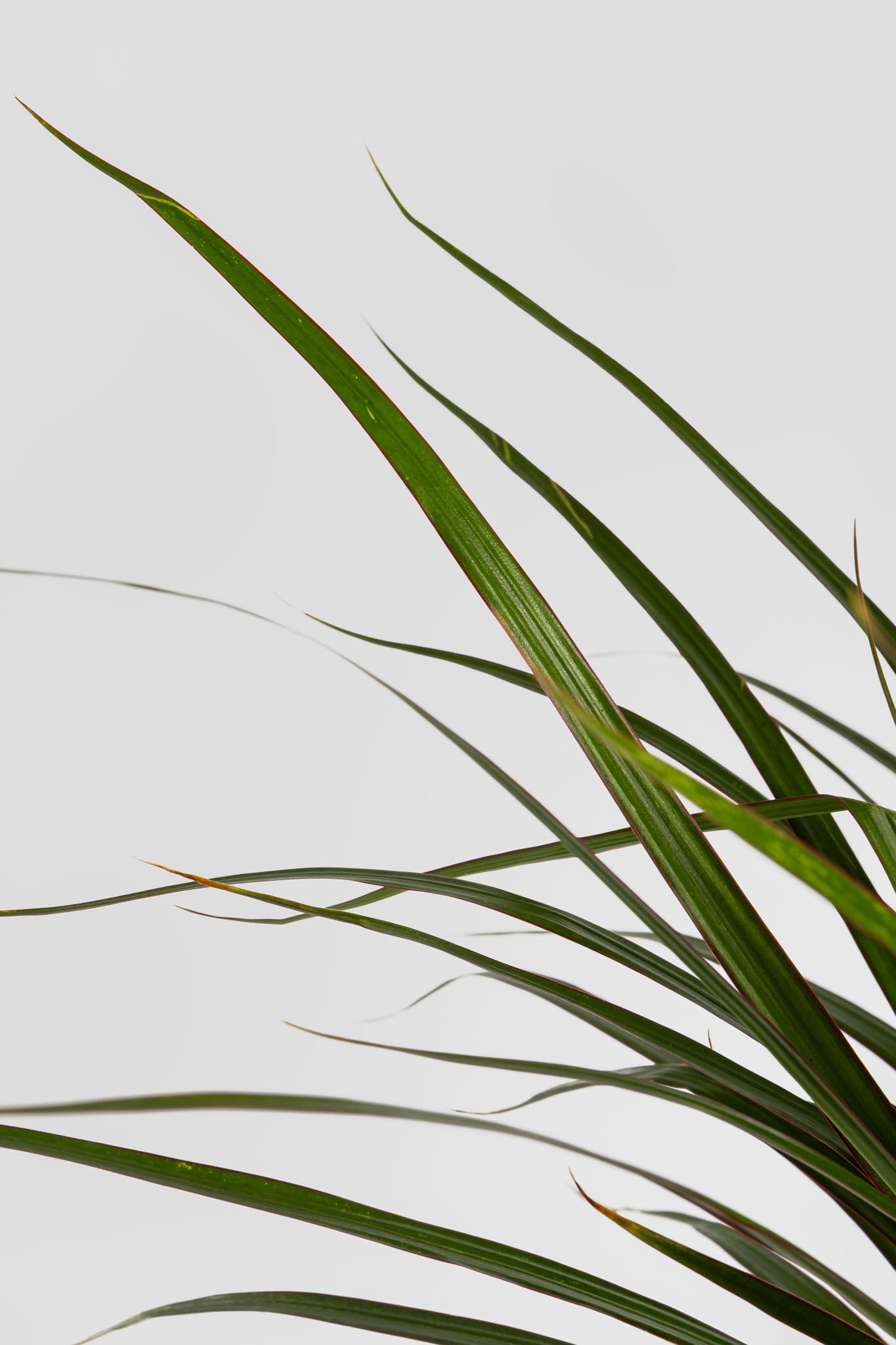 Δράκαινα Marginata 80cm