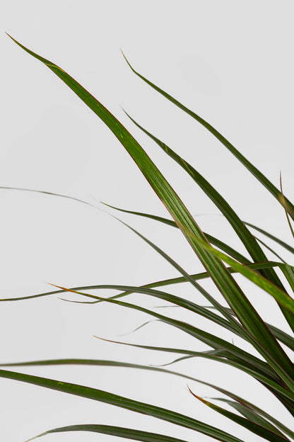 Δράκαινα Marginata 80cm