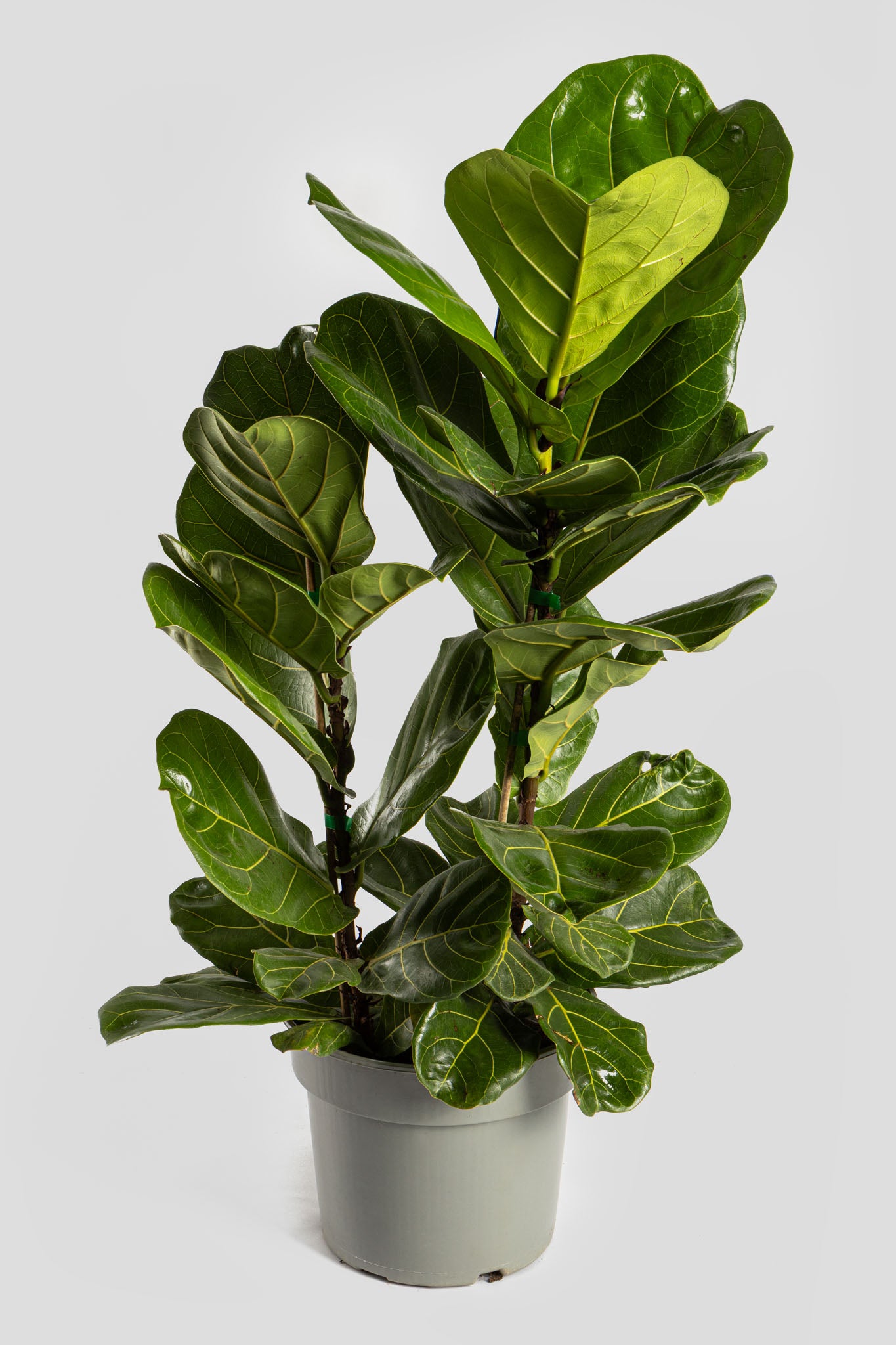 Φίκος Λυράτα 80-90cm