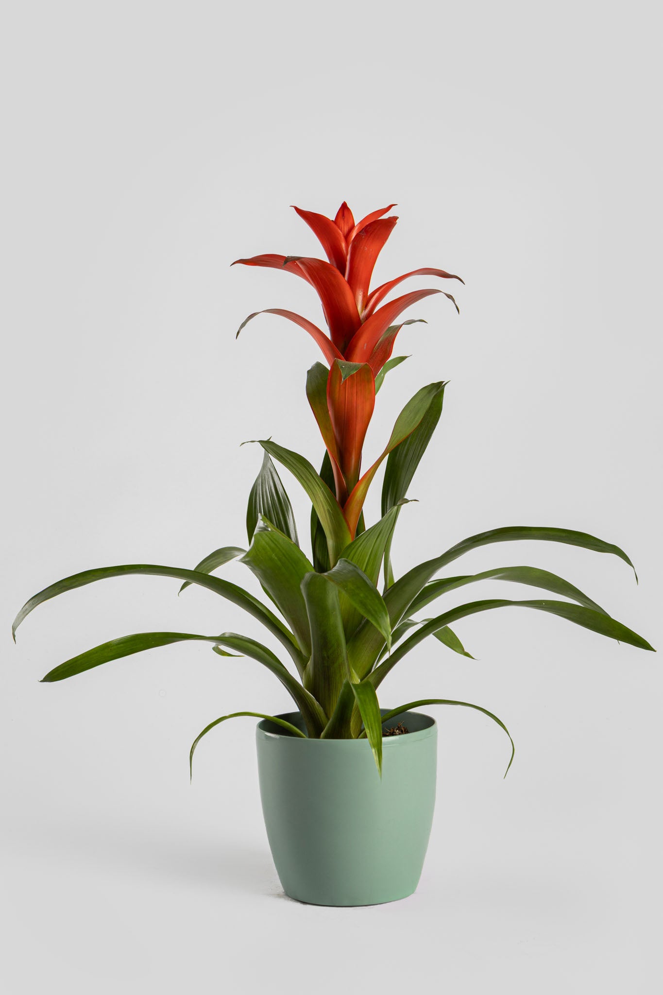 Γκουζμάνια 50cm