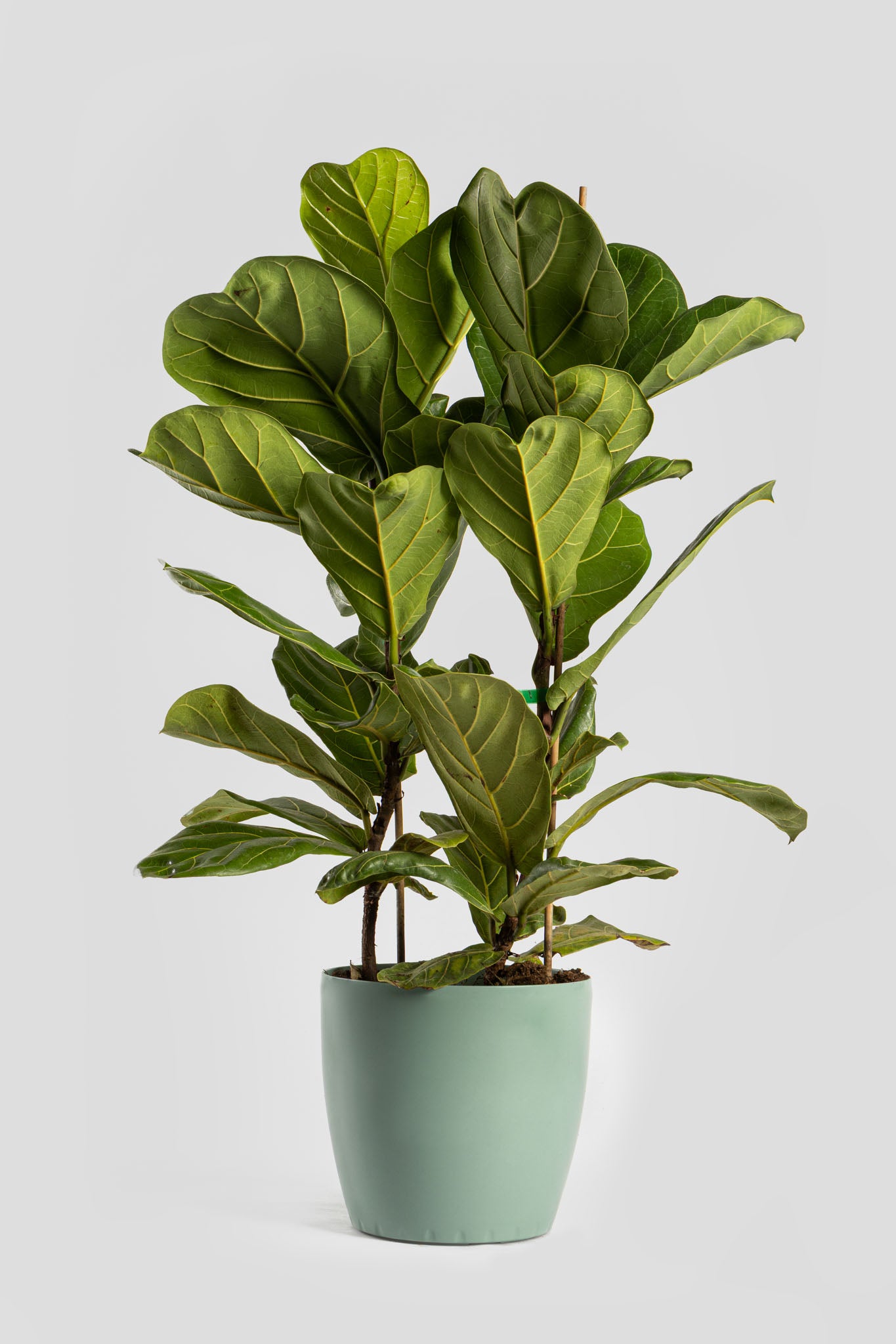 Φίκος Λυράτα 80-90cm