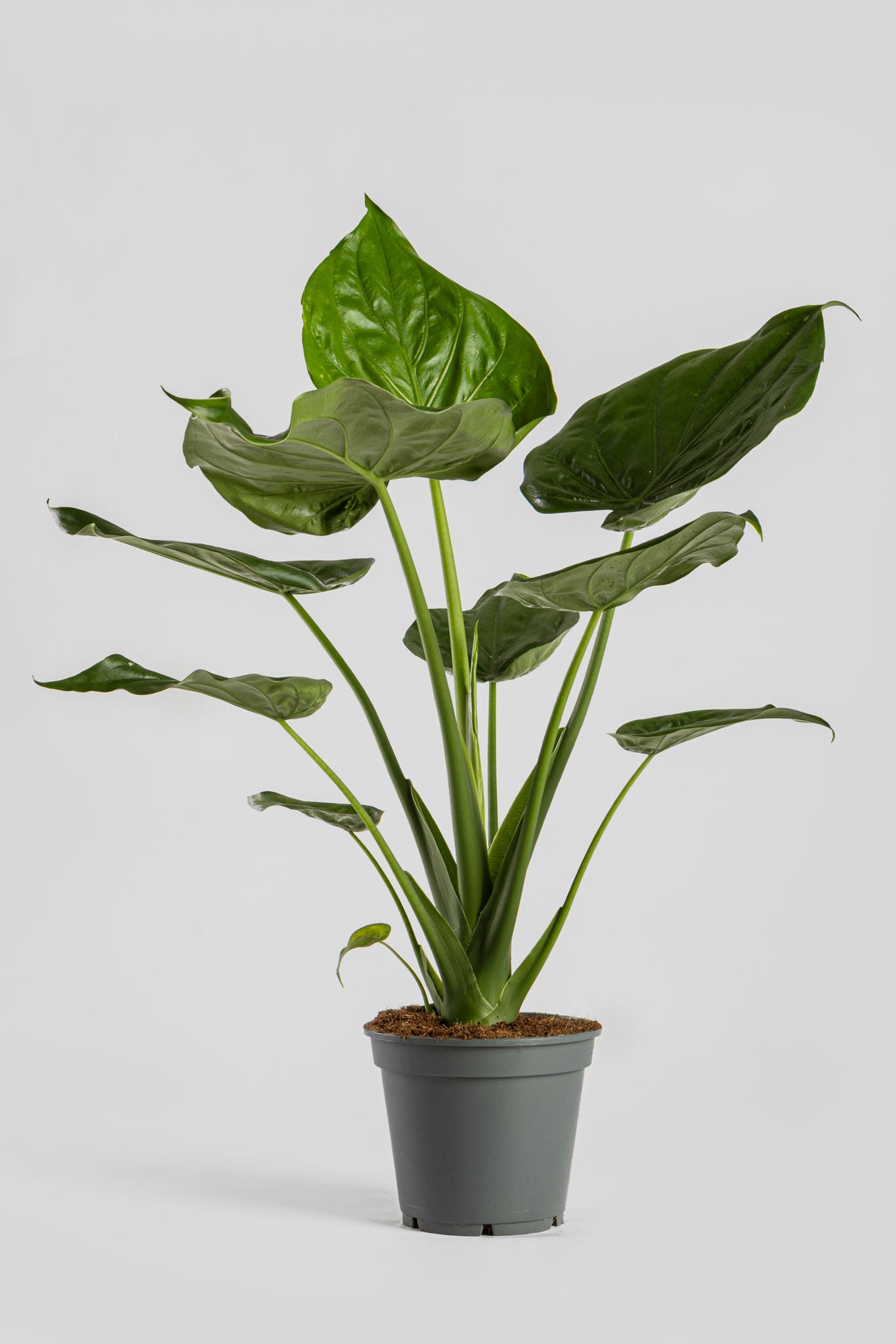 Αλοκάσια Cucullata 70cm