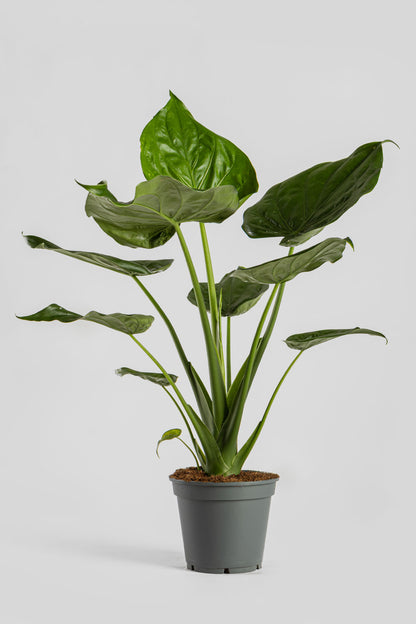 Αλοκάσια Cucullata 70cm