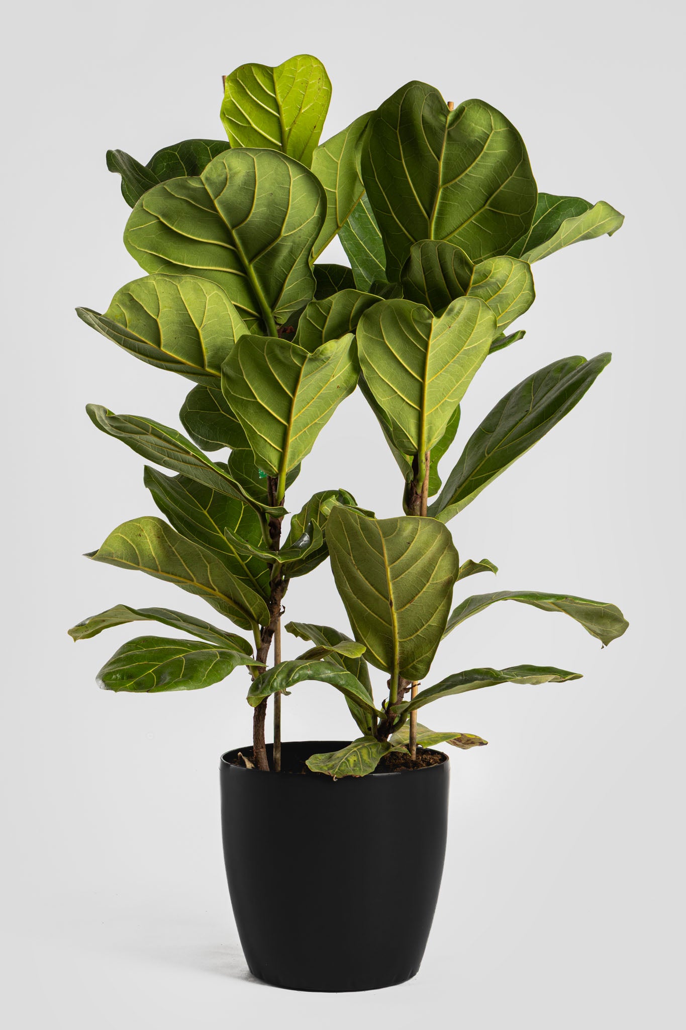 Φίκος Λυράτα 80-90cm