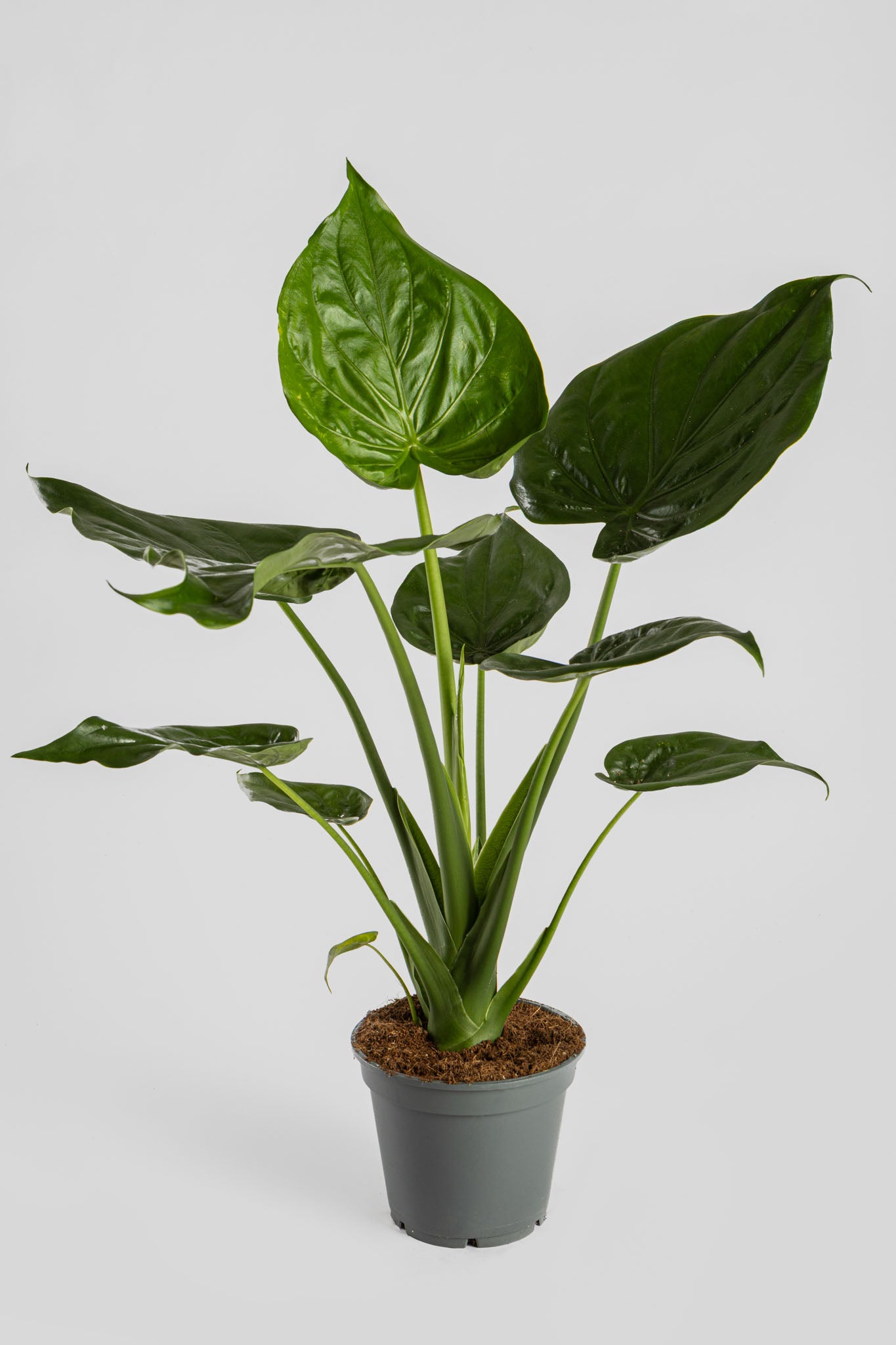 Αλοκάσια Cucullata 70cm