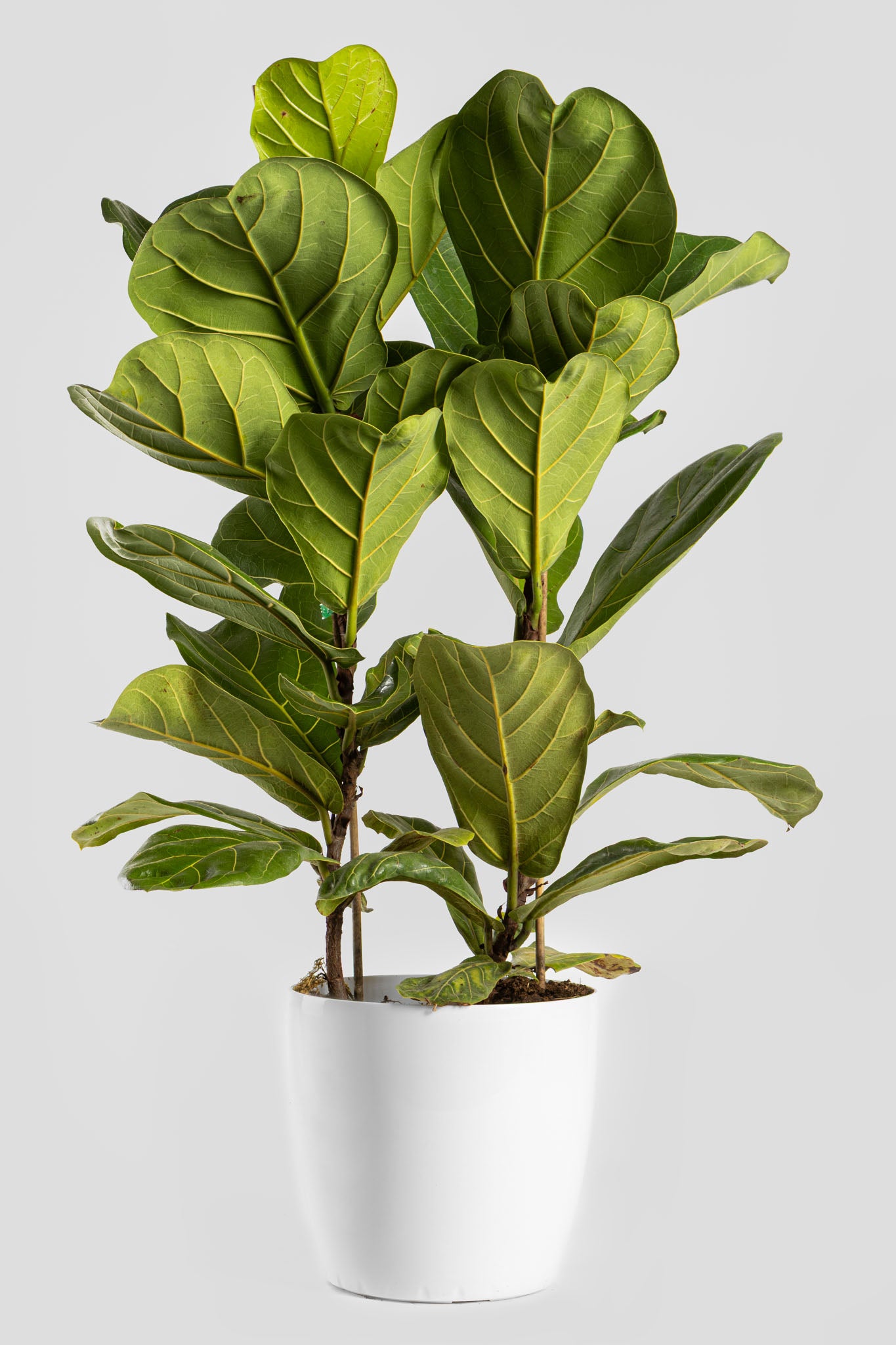 Φίκος Λυράτα 80-90cm