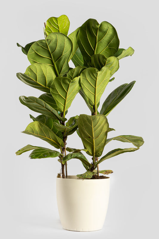 Φίκος Λυράτα 80-90cm