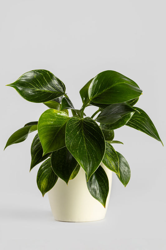 Φυλλόδεντρο Birkin 35cm