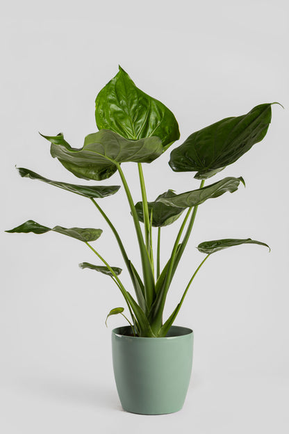 Αλοκάσια Cucullata 70cm