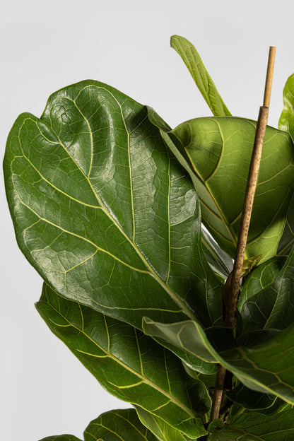 Φίκος Λυράτα 80-90cm