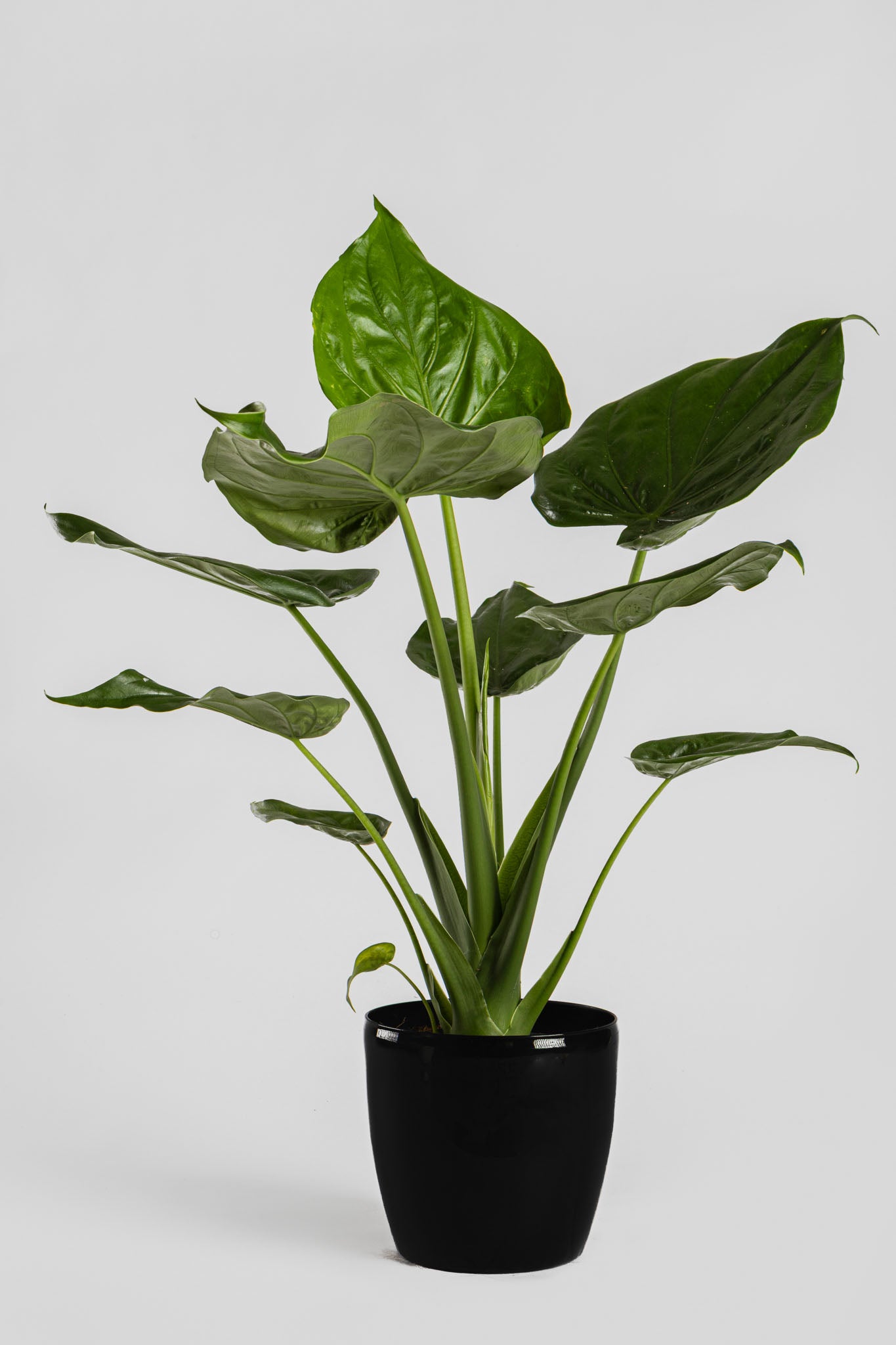 Αλοκάσια Cucullata 70cm