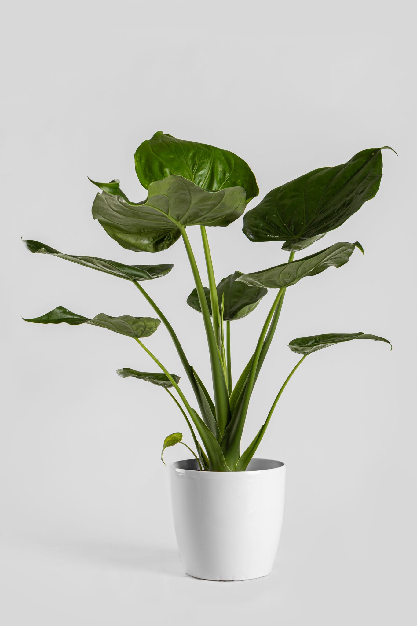 Αλοκάσια Cucullata 70cm