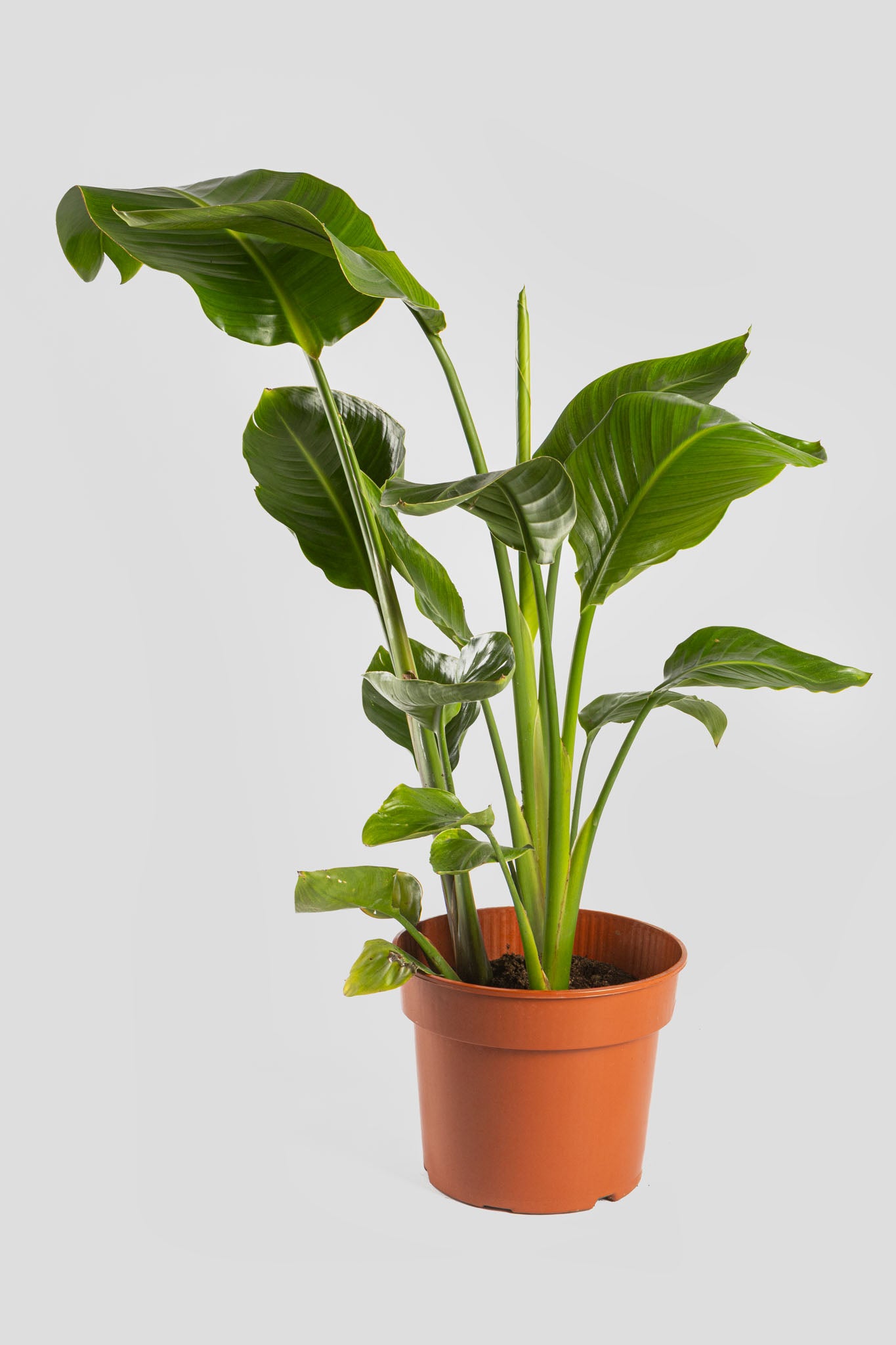 Στρελίτσια Νικολάι 90-110cm