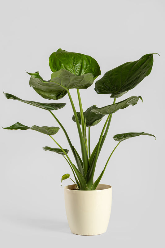 Αλοκάσια Cucullata 70cm