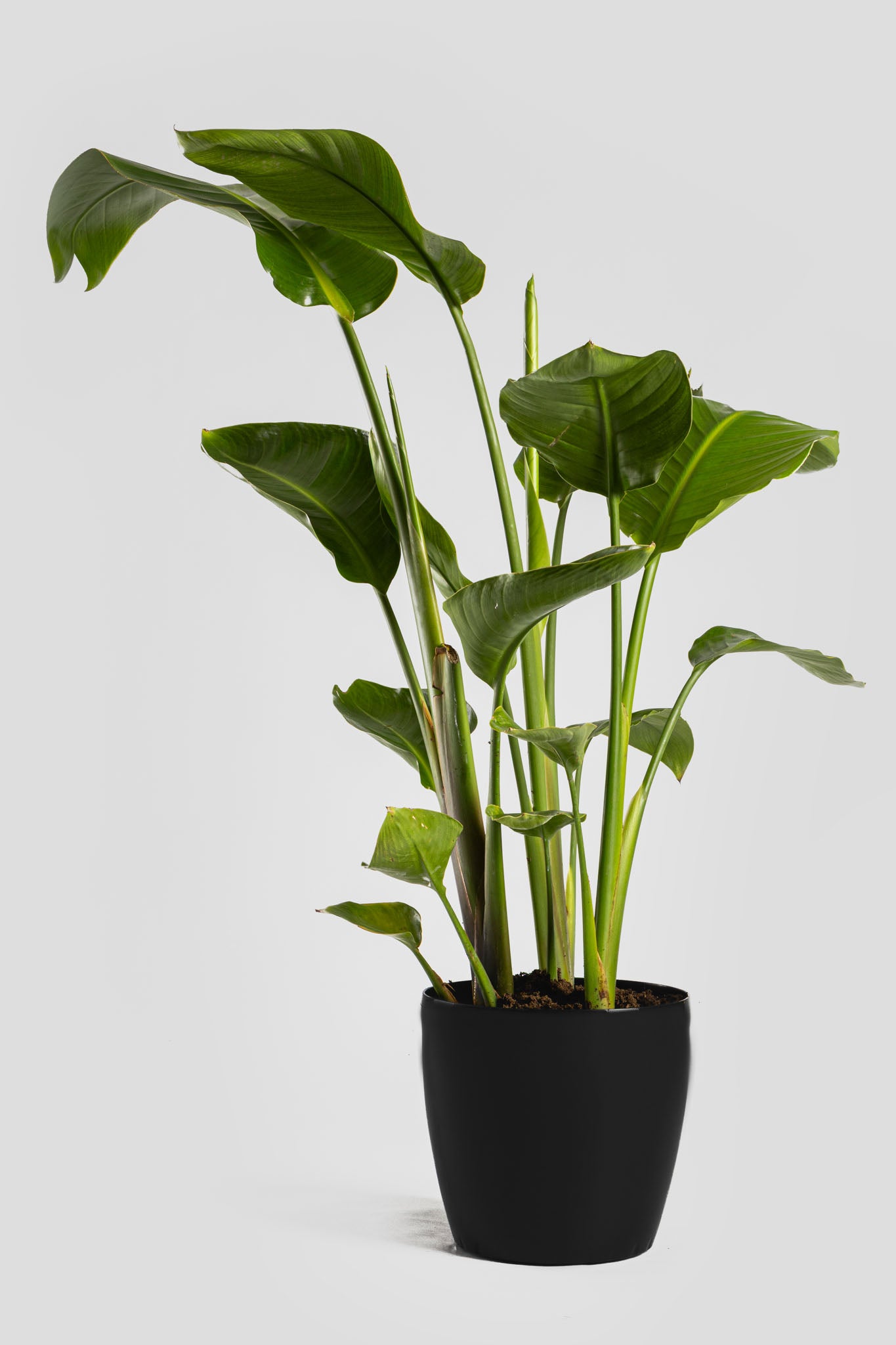 Στρελίτσια Νικολάι 90-110cm