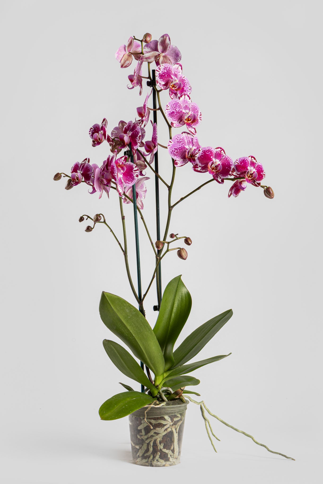 Ορχιδέα Φαλαινόψις Φουξ 75cm