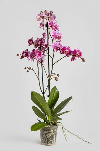 Ορχιδέα Φαλαινόψις Φουξ 75cm