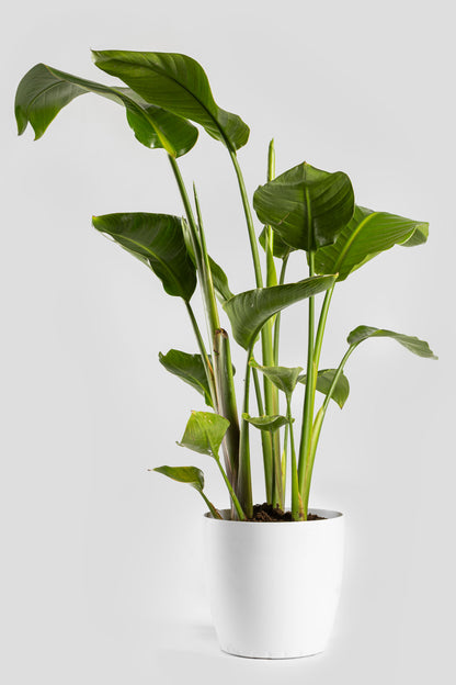 Στρελίτσια Νικολάι 90-110cm