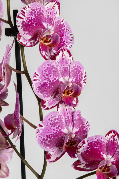 Ορχιδέα Φαλαινόψις Φουξ 75cm