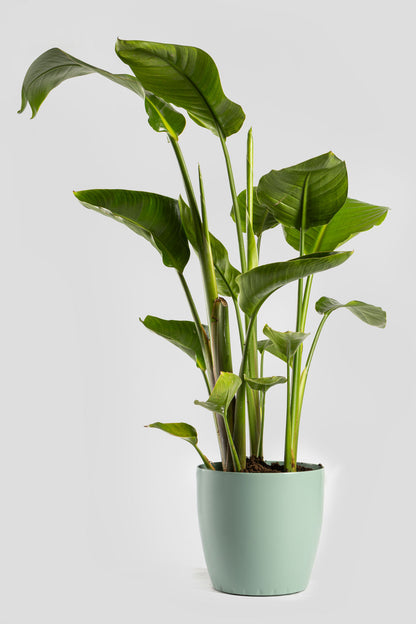 Στρελίτσια Νικολάι 90-110cm