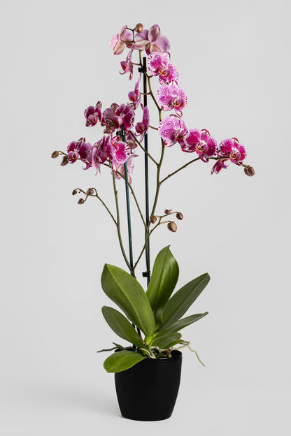 Ορχιδέα Φαλαινόψις Φουξ 75cm