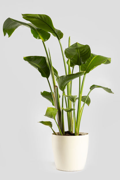 Στρελίτσια Νικολάι 90-110cm