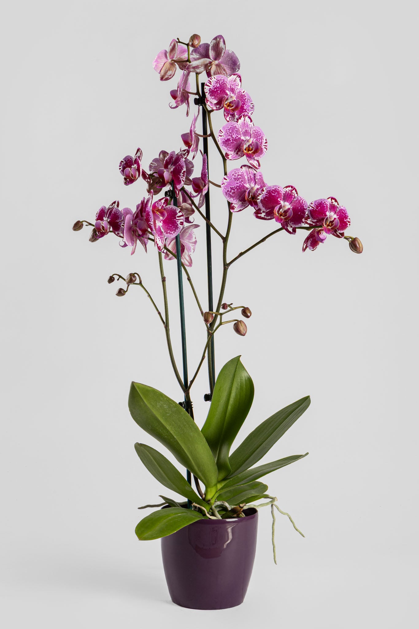 Ορχιδέα Φαλαινόψις Φουξ 75cm