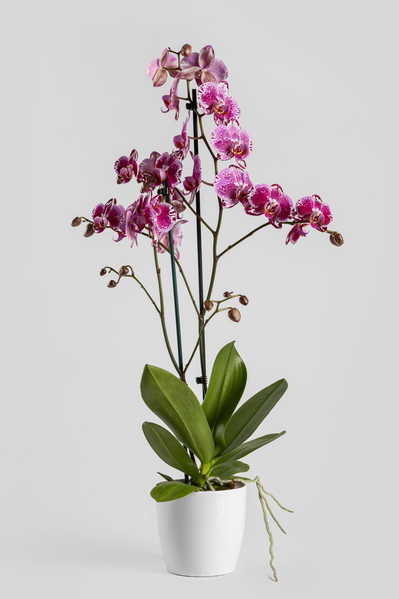 Ορχιδέα Φαλαινόψις Φουξ 75cm