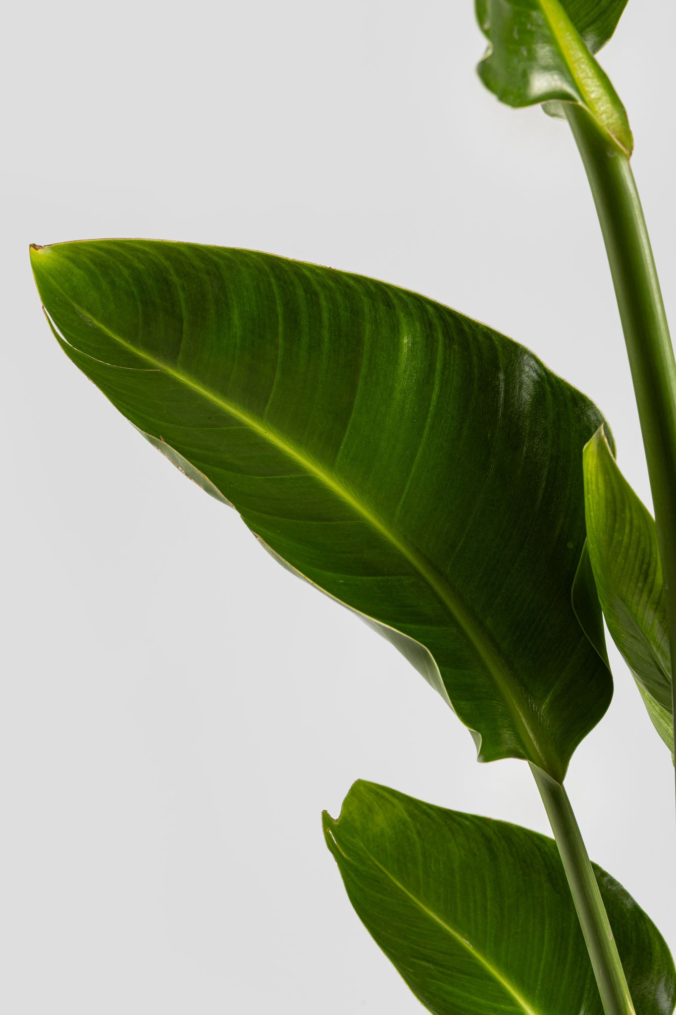 Στρελίτσια Νικολάι 90-110cm