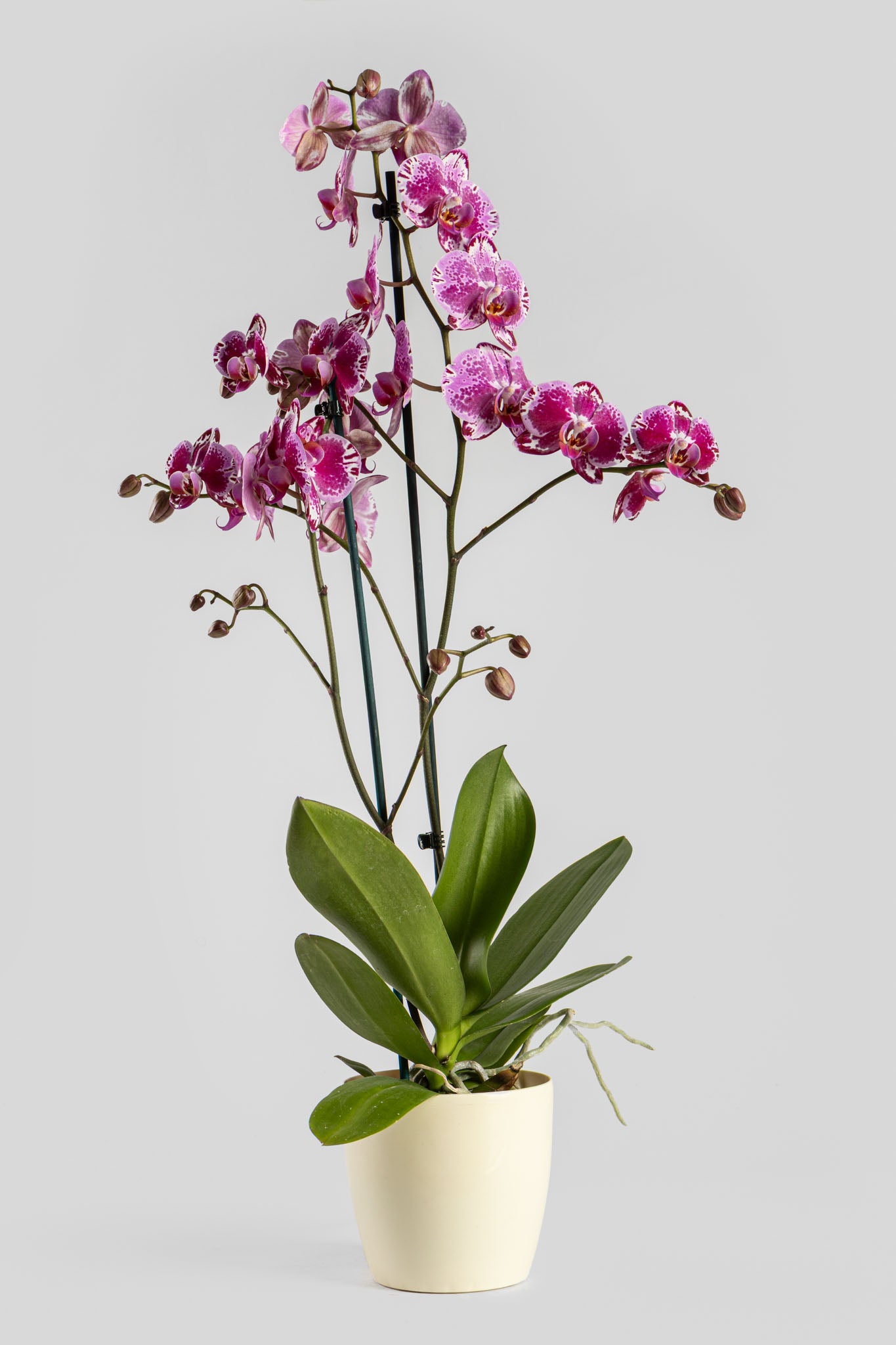 Ορχιδέα Φαλαινόψις Φουξ 75cm