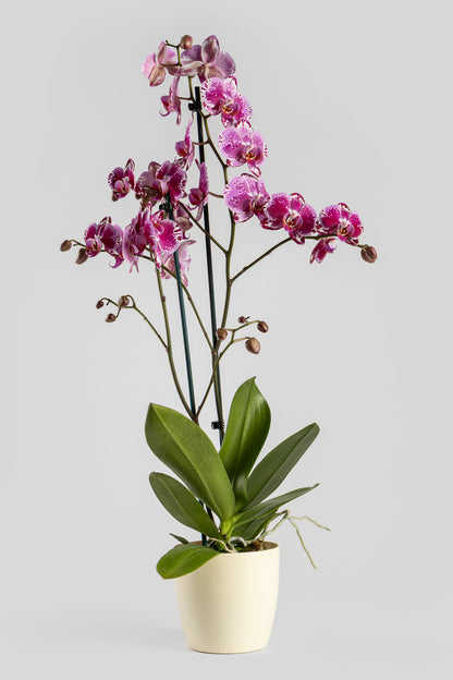 Ορχιδέα Φαλαινόψις Φουξ 75cm